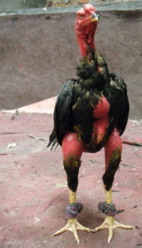Ͷȸ