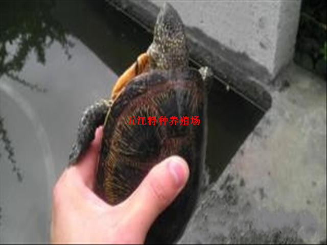 ŷ