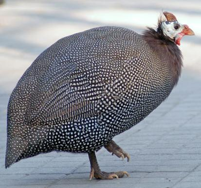 鼦
