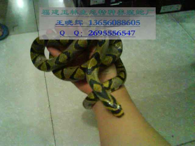 Ӧ߽ߵ硢