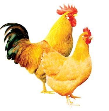 ĴŽƼ
