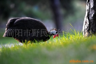 鼦鼦磬