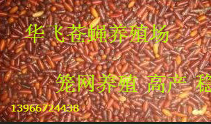 Ӭּ۸-޾Ӭֳ-ӦӬ