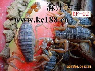 ǯЫЫЫ