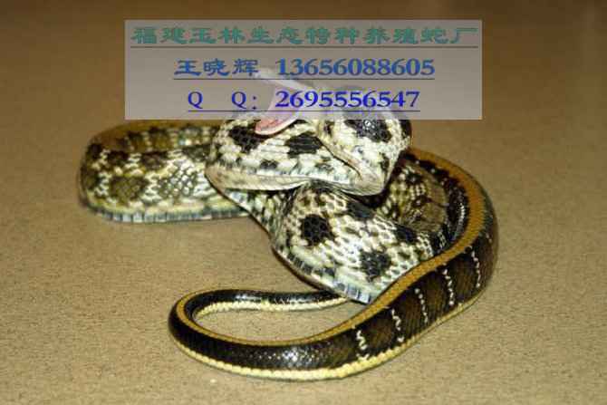 Ӧüߵ硢