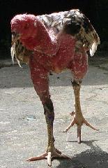 еĴι