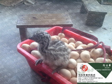 鼦