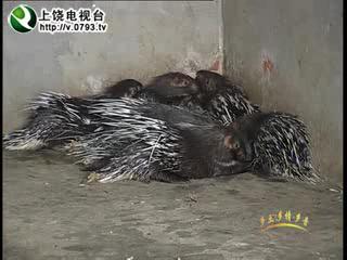 硤ǡֳ