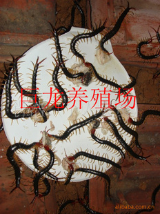 ͷ/ͷ/ͷ/塢ṩ