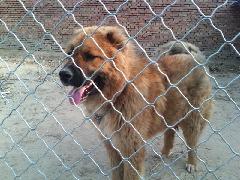 供应格力牧羊犬各种幼犬