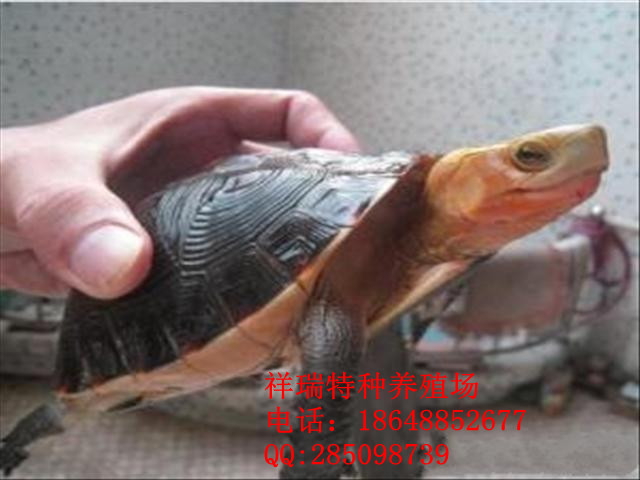 Ӧ/Ե