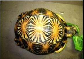 ۷괿ֹ