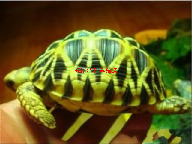 ǹ1150Ԫ