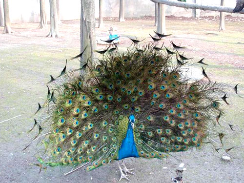 ȸֳЧ