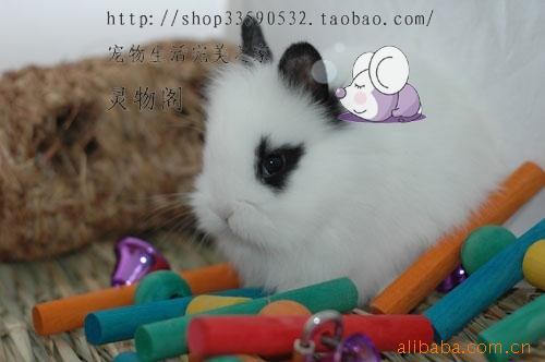 宠物兔用品