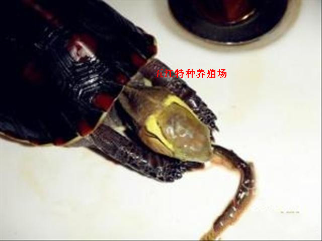 ͼ۳ۻԵտǹ