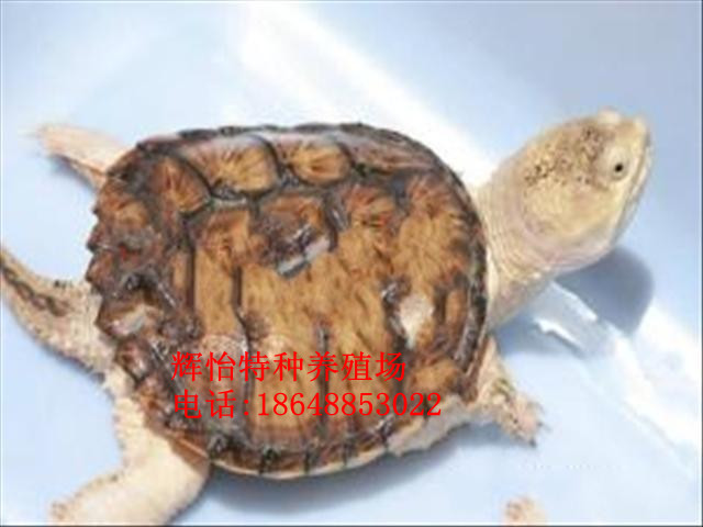 Ӧ۽ȱ
