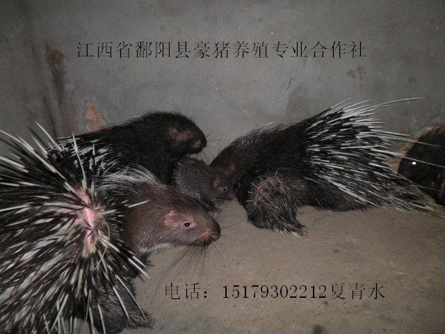 罭ʡֳֳ