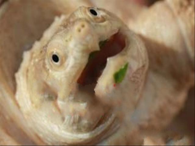 Ӧȱ