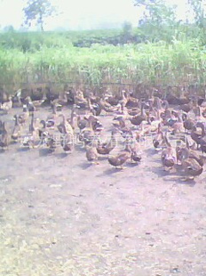 ֳ2011ҰɢҰѼ