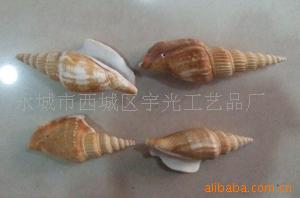 贝壳,扇贝,海螺,淡水贝,黑贝,贝壳饰品配件