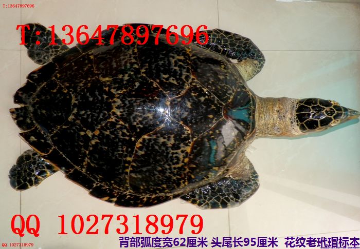 裱걾裺Ʒլа۲Ƴ