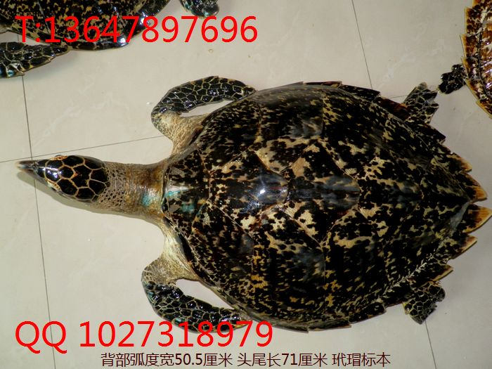 裱걾裹걳50լа۲ƳƷ