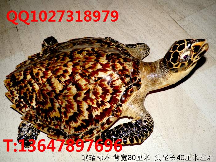 裱걾30լа۲ƳƷ