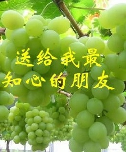 ӡˢҳӹ