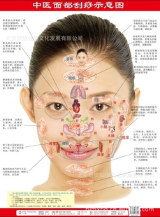 *热销医用挂图*中医面部刮痧示意图
