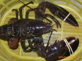 ʻƷϺôϺ