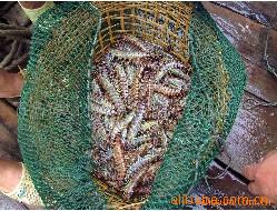 Ϻseacatchshrimp