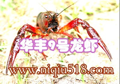ӦϺṩֳ9Ϻ