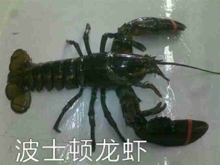 ʻϺڲʿϺ۸ʵֻ֧