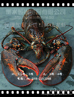 ڼôҰϺ1400g/ֻ