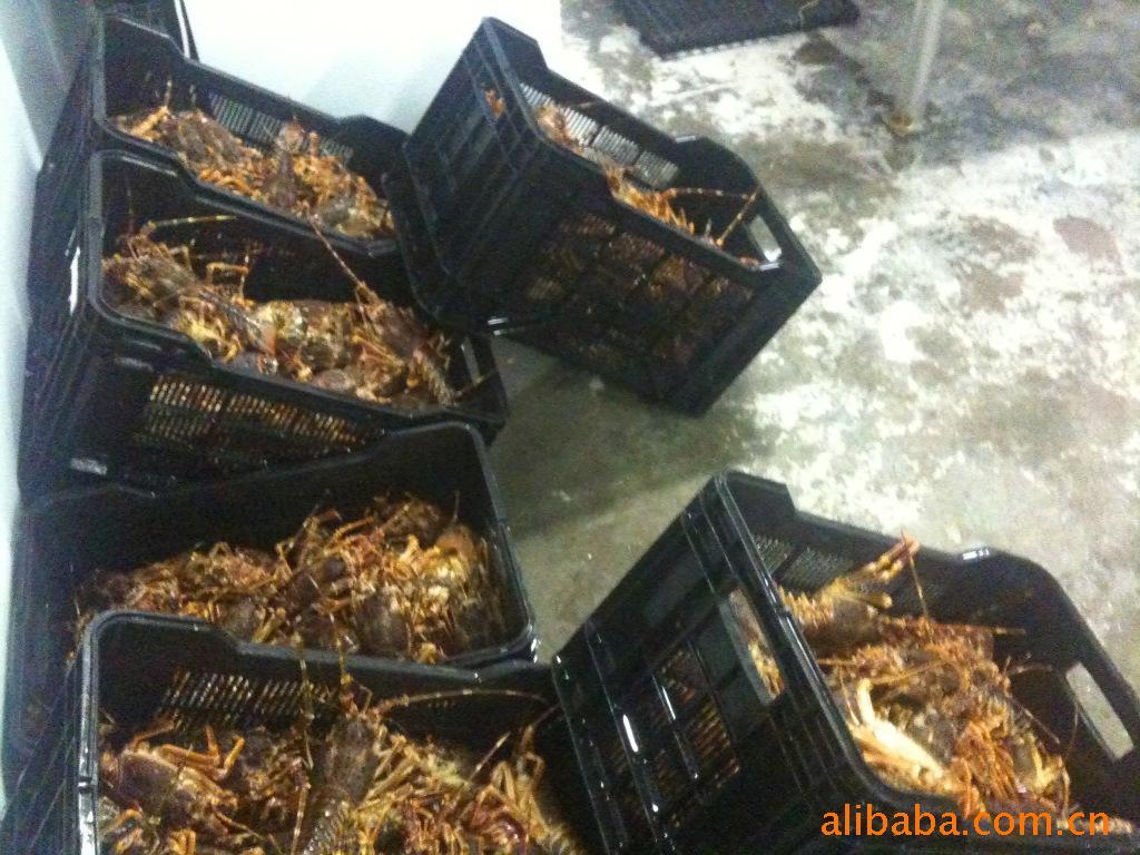 ϷϺlobster)