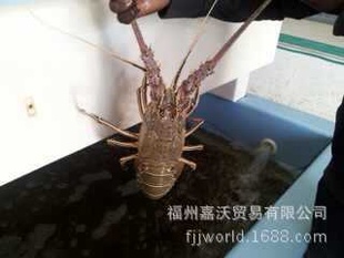 ǺϺó