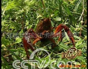 养殖虾类A(图)
