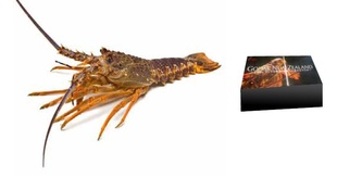KaritaneCrayfish(PonyCrayfish)-ҰϺ