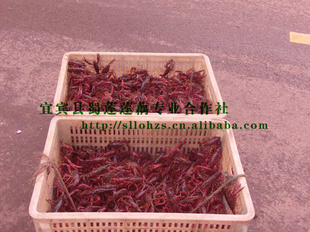 綩ָСϺ