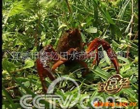 0.7Ǯ--0.8ǮƷϺB(ͼ)