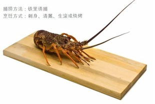 RockLobster-ʻϺ/–۸г