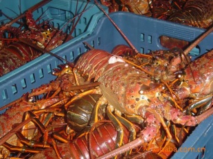 ũƷʻϺSpinyLobster