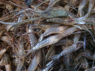 ʻϺ