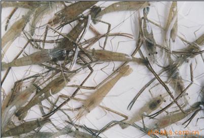 长期野生一级淡水河虾(青虾),银鱼,野生桂鱼.
