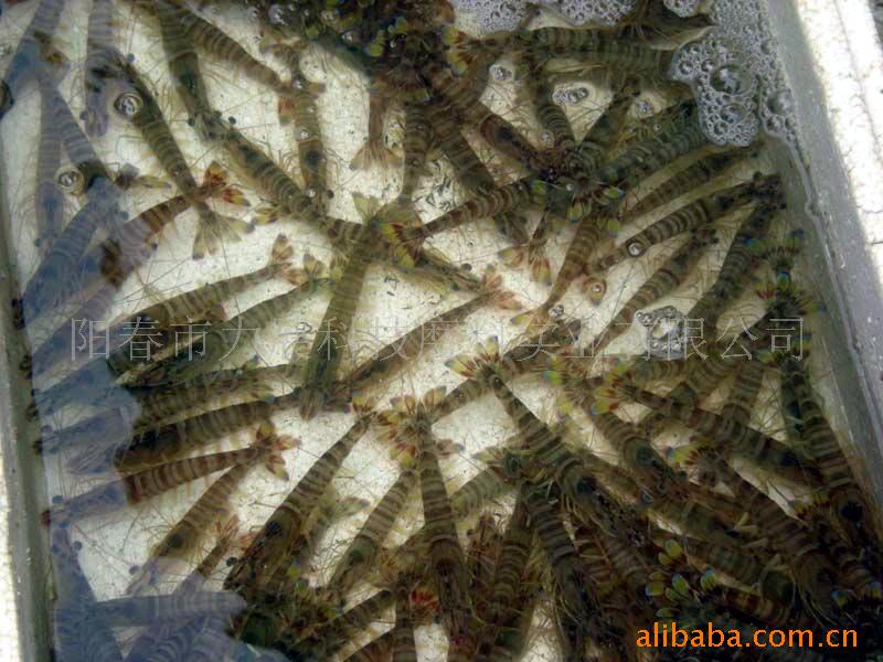 优质活南美白虾
