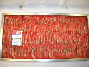 205-ϺColdWaterShrimp