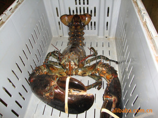 ʻôϺھ