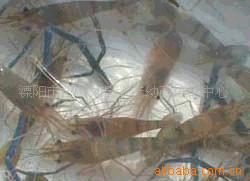 Ϻ磬Ϻ磬Ϻ֣Ϻ