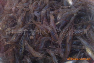 白龙湖有机青虾(价格低廉)